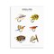 Stupell Industries Angling Fly Fishing Lures Wall Plaque Art Design by Brett Blumenthal